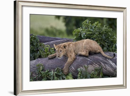 Lion (Panthera Leo) Cub on a Downed Tree Trunk in the Rain-James Hager-Framed Photographic Print