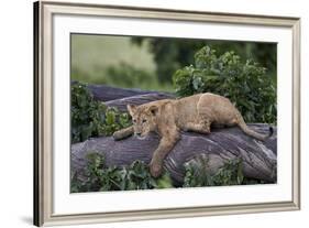 Lion (Panthera Leo) Cub on a Downed Tree Trunk in the Rain-James Hager-Framed Photographic Print