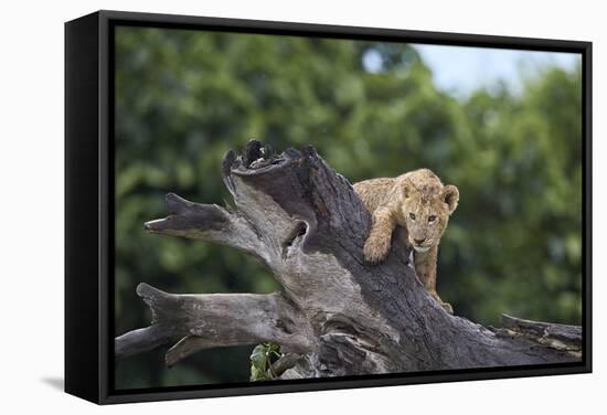 Lion (Panthera Leo) Cub on a Downed Tree Trunk in the Rain-James Hager-Framed Stretched Canvas