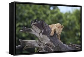 Lion (Panthera Leo) Cub on a Downed Tree Trunk in the Rain-James Hager-Framed Stretched Canvas