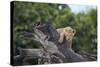 Lion (Panthera Leo) Cub on a Downed Tree Trunk in the Rain-James Hager-Stretched Canvas