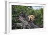 Lion (Panthera Leo) Cub on a Downed Tree Trunk in the Rain-James Hager-Framed Photographic Print