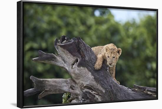 Lion (Panthera Leo) Cub on a Downed Tree Trunk in the Rain-James Hager-Framed Photographic Print