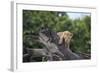 Lion (Panthera Leo) Cub on a Downed Tree Trunk in the Rain-James Hager-Framed Photographic Print