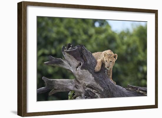 Lion (Panthera Leo) Cub on a Downed Tree Trunk in the Rain-James Hager-Framed Photographic Print