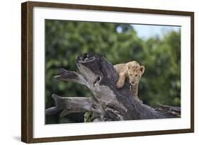 Lion (Panthera Leo) Cub on a Downed Tree Trunk in the Rain-James Hager-Framed Photographic Print