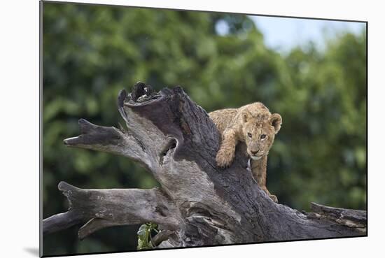 Lion (Panthera Leo) Cub on a Downed Tree Trunk in the Rain-James Hager-Mounted Photographic Print