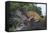 Lion (Panthera Leo) Cub on a Downed Tree Trunk in the Rain-James Hager-Framed Stretched Canvas