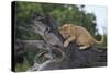 Lion (Panthera Leo) Cub on a Downed Tree Trunk in the Rain-James Hager-Stretched Canvas