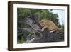 Lion (Panthera Leo) Cub on a Downed Tree Trunk in the Rain-James Hager-Framed Photographic Print