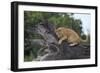 Lion (Panthera Leo) Cub on a Downed Tree Trunk in the Rain-James Hager-Framed Photographic Print