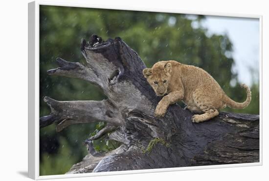 Lion (Panthera Leo) Cub on a Downed Tree Trunk in the Rain-James Hager-Framed Photographic Print