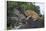 Lion (Panthera Leo) Cub on a Downed Tree Trunk in the Rain-James Hager-Framed Photographic Print