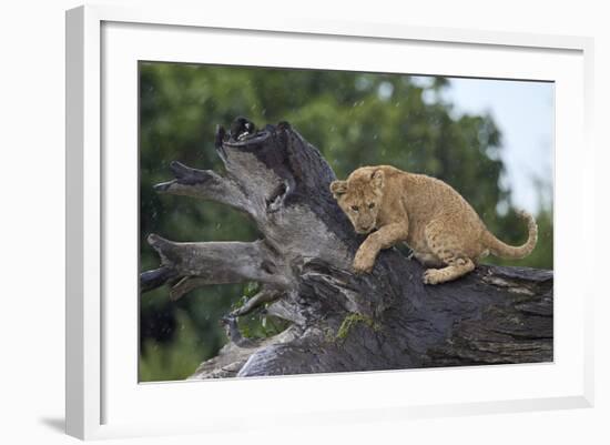 Lion (Panthera Leo) Cub on a Downed Tree Trunk in the Rain-James Hager-Framed Photographic Print