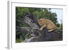 Lion (Panthera Leo) Cub on a Downed Tree Trunk in the Rain-James Hager-Framed Photographic Print