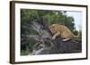 Lion (Panthera Leo) Cub on a Downed Tree Trunk in the Rain-James Hager-Framed Photographic Print