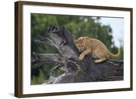 Lion (Panthera Leo) Cub on a Downed Tree Trunk in the Rain-James Hager-Framed Photographic Print