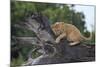 Lion (Panthera Leo) Cub on a Downed Tree Trunk in the Rain-James Hager-Mounted Photographic Print