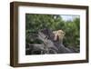 Lion (Panthera Leo) Cub on a Downed Tree Trunk in the Rain-James Hager-Framed Photographic Print