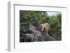 Lion (Panthera Leo) Cub on a Downed Tree Trunk in the Rain-James Hager-Framed Photographic Print