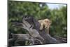 Lion (Panthera Leo) Cub on a Downed Tree Trunk in the Rain-James Hager-Mounted Photographic Print