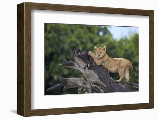 Lion (Panthera Leo) Cub on a Downed Tree Trunk in the Rain-James Hager-Framed Photographic Print