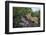 Lion (Panthera Leo) Cub on a Downed Tree Trunk in the Rain-James Hager-Framed Photographic Print