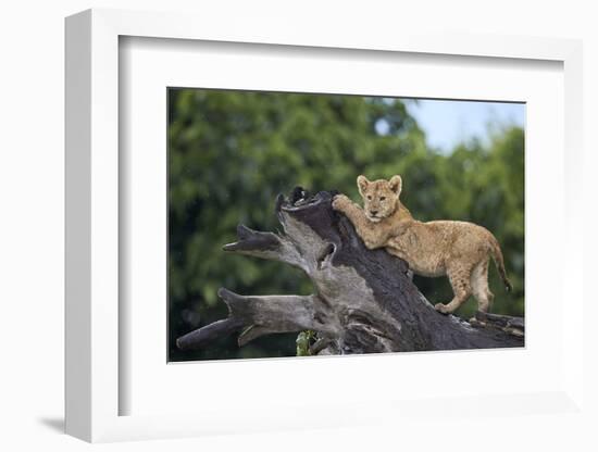 Lion (Panthera Leo) Cub on a Downed Tree Trunk in the Rain-James Hager-Framed Photographic Print