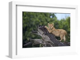 Lion (Panthera Leo) Cub on a Downed Tree Trunk in the Rain-James Hager-Framed Photographic Print