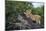 Lion (Panthera Leo) Cub on a Downed Tree Trunk in the Rain-James Hager-Mounted Photographic Print