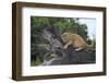 Lion (Panthera Leo) Cub on a Downed Tree Trunk in the Rain-James Hager-Framed Photographic Print