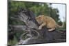 Lion (Panthera Leo) Cub on a Downed Tree Trunk in the Rain-James Hager-Mounted Photographic Print