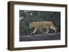 Lion (Panthera Leo) Cub on a Downed Tree Trunk in the Rain-James Hager-Framed Photographic Print