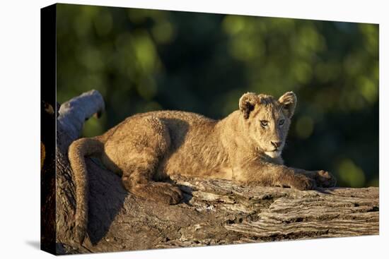 Lion (Panthera Leo) Cub on a Downed Tree Trunk, Ngorongoro Crater, Tanzania, East Africa, Africa-James Hager-Stretched Canvas