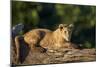 Lion (Panthera Leo) Cub on a Downed Tree Trunk, Ngorongoro Crater, Tanzania, East Africa, Africa-James Hager-Mounted Photographic Print