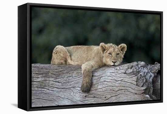 Lion (Panthera Leo) Cub on a Downed Tree Trunk, Ngorongoro Crater, Tanzania, East Africa, Africa-James Hager-Framed Stretched Canvas