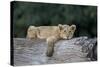 Lion (Panthera Leo) Cub on a Downed Tree Trunk, Ngorongoro Crater, Tanzania, East Africa, Africa-James Hager-Stretched Canvas