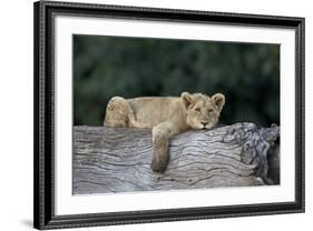 Lion (Panthera Leo) Cub on a Downed Tree Trunk, Ngorongoro Crater, Tanzania, East Africa, Africa-James Hager-Framed Photographic Print