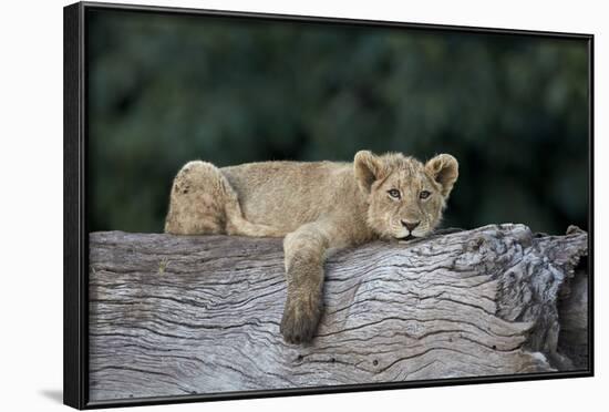 Lion (Panthera Leo) Cub on a Downed Tree Trunk, Ngorongoro Crater, Tanzania, East Africa, Africa-James Hager-Framed Photographic Print