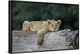 Lion (Panthera Leo) Cub on a Downed Tree Trunk, Ngorongoro Crater, Tanzania, East Africa, Africa-James Hager-Framed Photographic Print