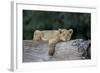 Lion (Panthera Leo) Cub on a Downed Tree Trunk, Ngorongoro Crater, Tanzania, East Africa, Africa-James Hager-Framed Photographic Print