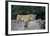 Lion (Panthera Leo) Cub on a Downed Tree Trunk, Ngorongoro Crater, Tanzania, East Africa, Africa-James Hager-Framed Photographic Print