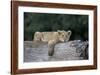 Lion (Panthera Leo) Cub on a Downed Tree Trunk, Ngorongoro Crater, Tanzania, East Africa, Africa-James Hager-Framed Photographic Print