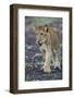 Lion (Panthera leo) cub, Selous Game Reserve, Tanzania, East Africa, Africa-James Hager-Framed Photographic Print