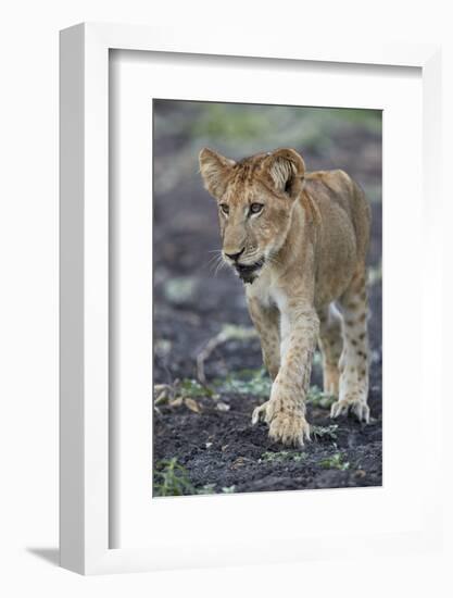 Lion (Panthera leo) cub, Selous Game Reserve, Tanzania, East Africa, Africa-James Hager-Framed Photographic Print