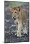 Lion (Panthera leo) cub, Selous Game Reserve, Tanzania, East Africa, Africa-James Hager-Mounted Photographic Print