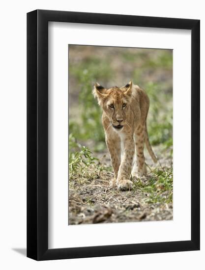 Lion (Panthera leo) cub, Selous Game Reserve, Tanzania, East Africa, Africa-James Hager-Framed Photographic Print