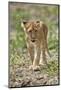 Lion (Panthera leo) cub, Selous Game Reserve, Tanzania, East Africa, Africa-James Hager-Mounted Photographic Print