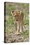 Lion (Panthera leo) cub, Selous Game Reserve, Tanzania, East Africa, Africa-James Hager-Stretched Canvas