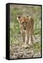 Lion (Panthera leo) cub, Selous Game Reserve, Tanzania, East Africa, Africa-James Hager-Framed Stretched Canvas